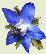 Biljno ulje boražine, ili boreča, iznimno je cijenjeno u aromaterapiji zbog svojih protuupalnih svojstava, ali i kao izvor gamalinolenske kiseline.