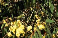 Eterino ulje eukapiptusa dives dobiva se destilacijom listova