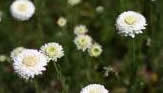 Eterino ulje rimske kamilice dobiva se destilacijom vodenom parom cvjetova