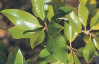 Eterino ulje petitgrain gorke narane dobiva se  dobiva se destilacijom vodenom parom lista gorke narane